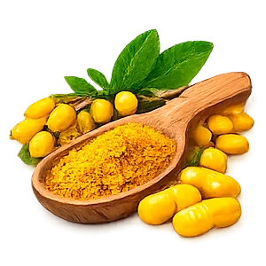 Glycorium — Berberin aus der indischen Berberitze (Berberis aristata)